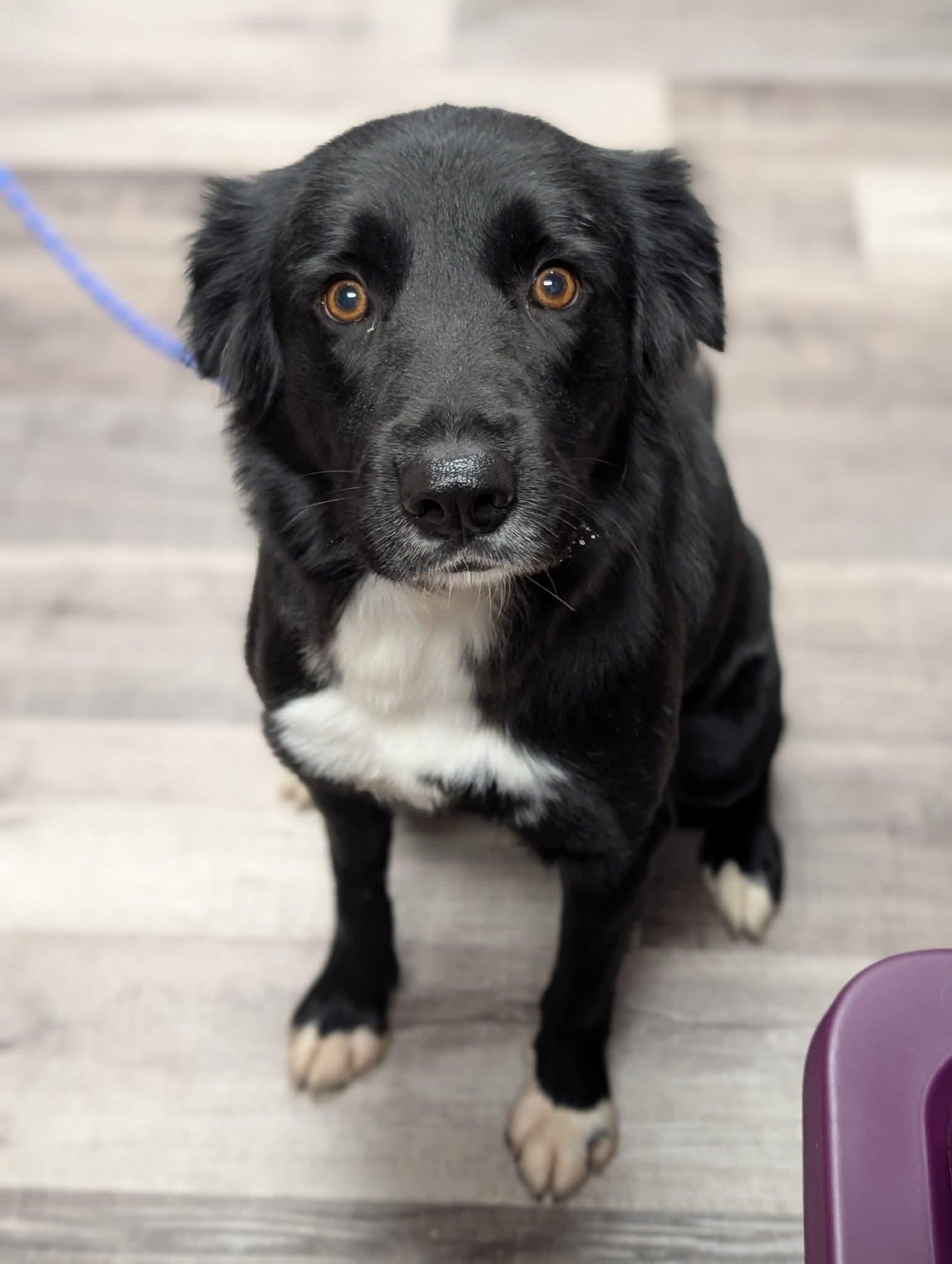 PENNY    $425, adoptable, Adult Female Black Labrador Retriever.