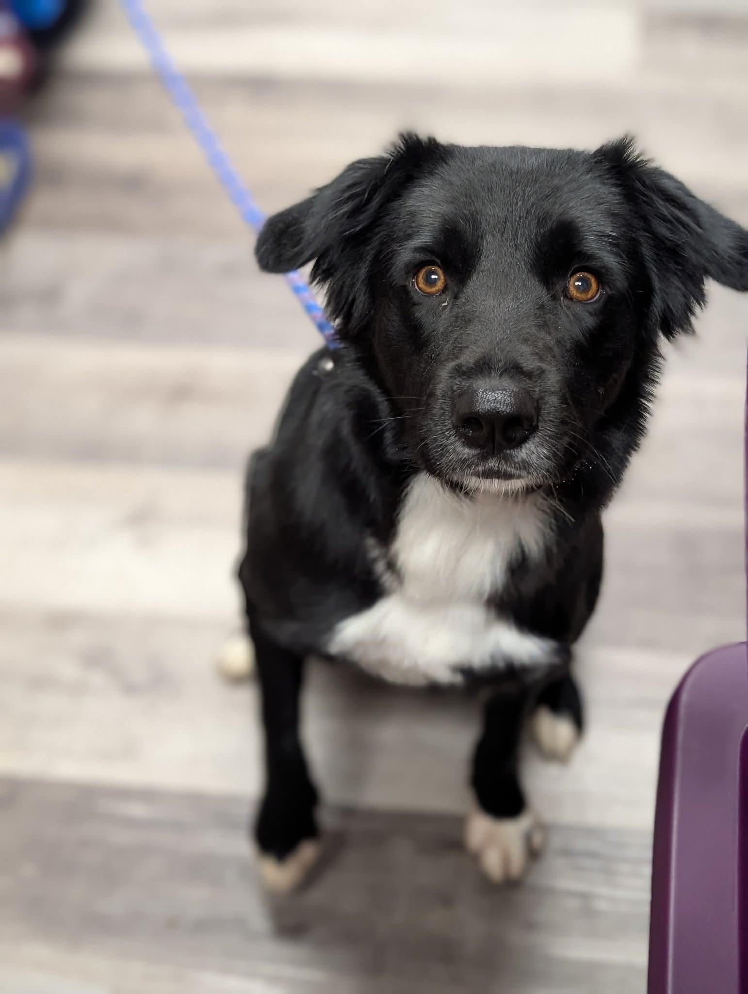 PENNY $425, an adoptable mixed breed in Milwaukee, WI image 4/5