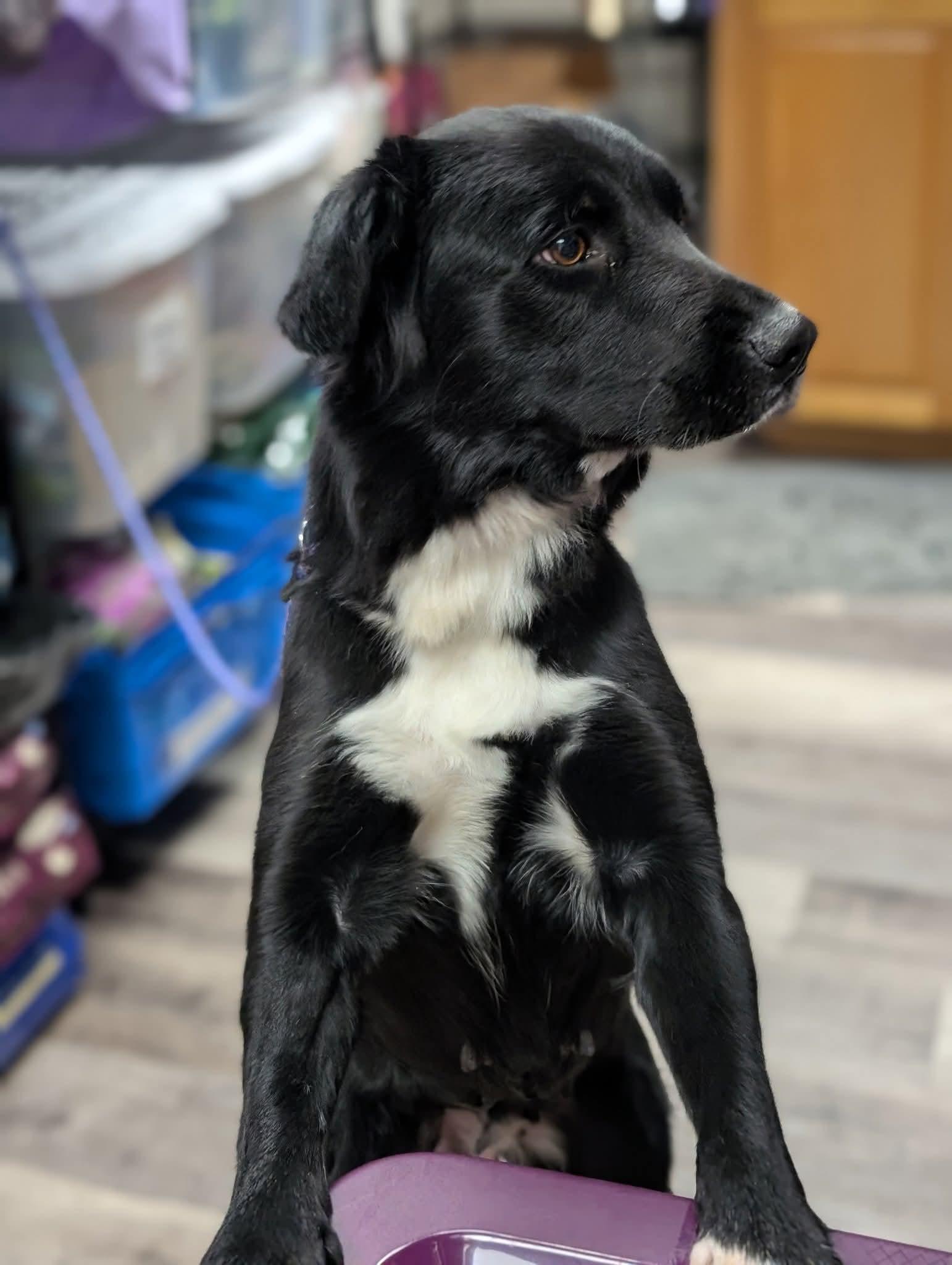 PENNY $425, an adoptable mixed breed in Milwaukee, WI image 5/5