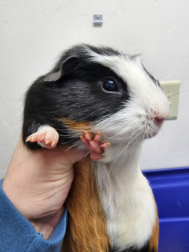 Enlarge Oreo, a Adopted Guinea Pig in Gold Beach, OR image 1/1