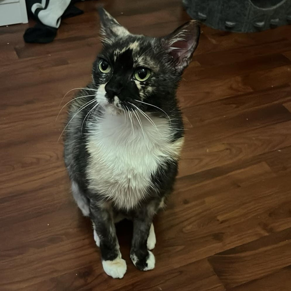 Enlarge Cali, a Adoptable Calico in Mabank, TX image 1/3