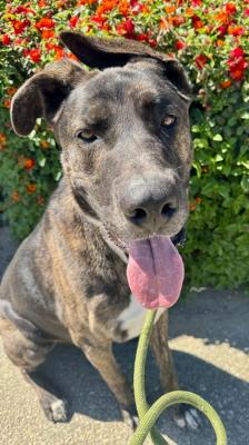 Enlarge Homer, an adoptable mixed breed in Santa Paula, CA image 1/6