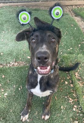 Enlarge Homer, an adoptable mixed breed in Santa Paula, CA image 4/6