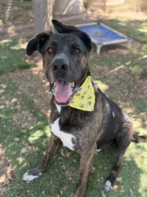 Homer, Adoptable, Young Male American Staffordshire Terrier & German Shepherd Dog.