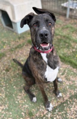 Homer, adoptable, Young Male American Staffordshire Terrier & German Shepherd Dog.