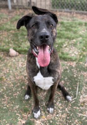 Enlarge Homer, an adoptable mixed breed in Santa Paula, CA image 3/6