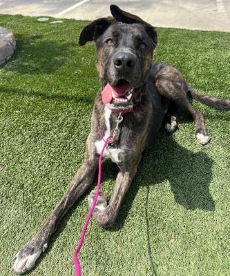 Enlarge Homer, an adoptable mixed breed in Santa Paula, CA image 2/6