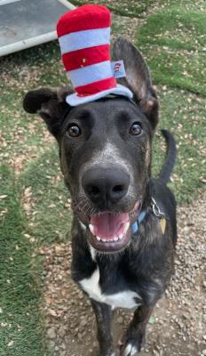 Enlarge Homer, an adoptable mixed breed in Santa Paula, CA image 6/6