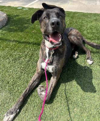 Enlarge Homer, an adoptable mixed breed in Santa Paula, CA image 5/6