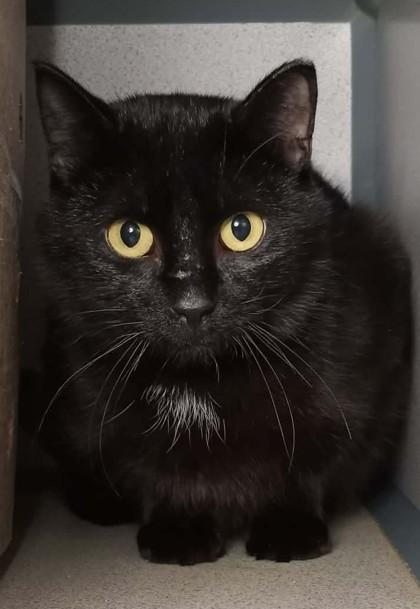 Enlarge Oz (Barn Cat), a Adoptable Domestic Short Hair in Waupaca, WI image 1/1
