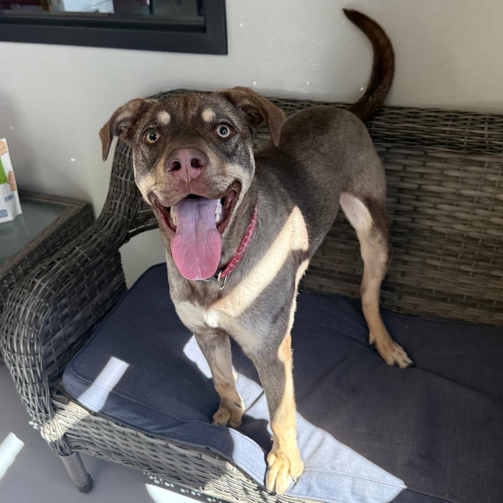 Enlarge Ripley, a Adoptable Mixed Breed in Ponca City, OK image 1/6