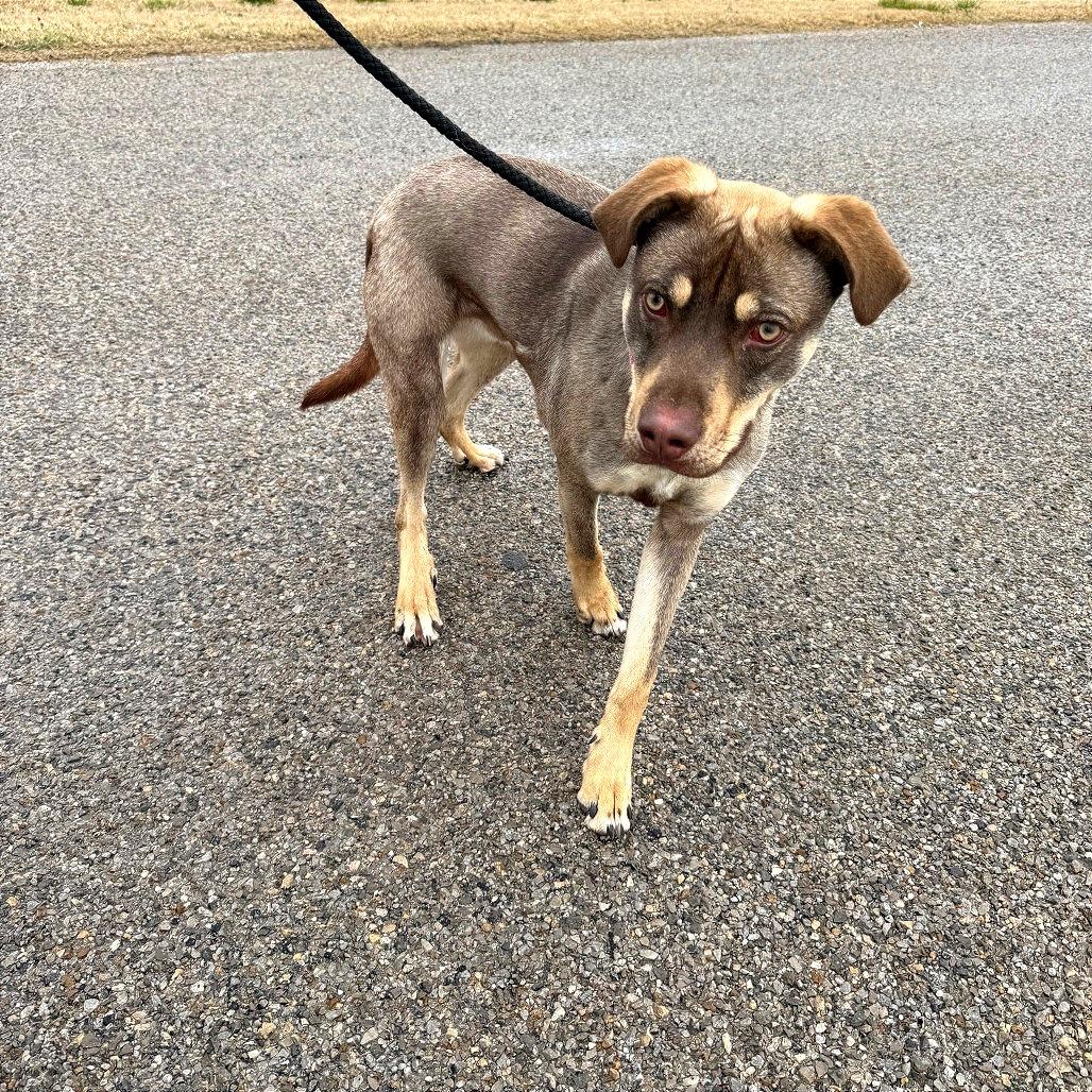 Enlarge Ripley, a Adoptable Mixed Breed in Ponca City, OK image 1/6