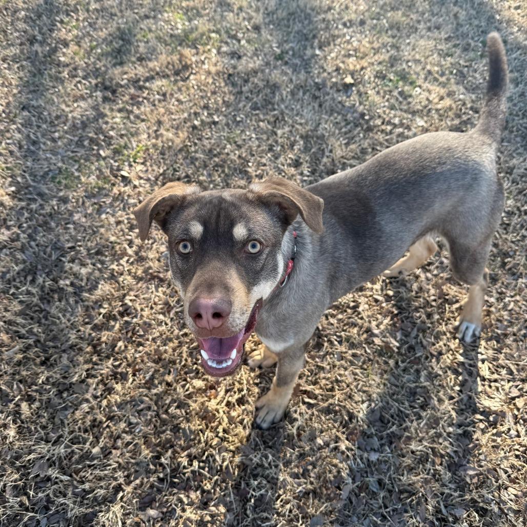Ripley, Adoptable, Young Male Mixed Breed.