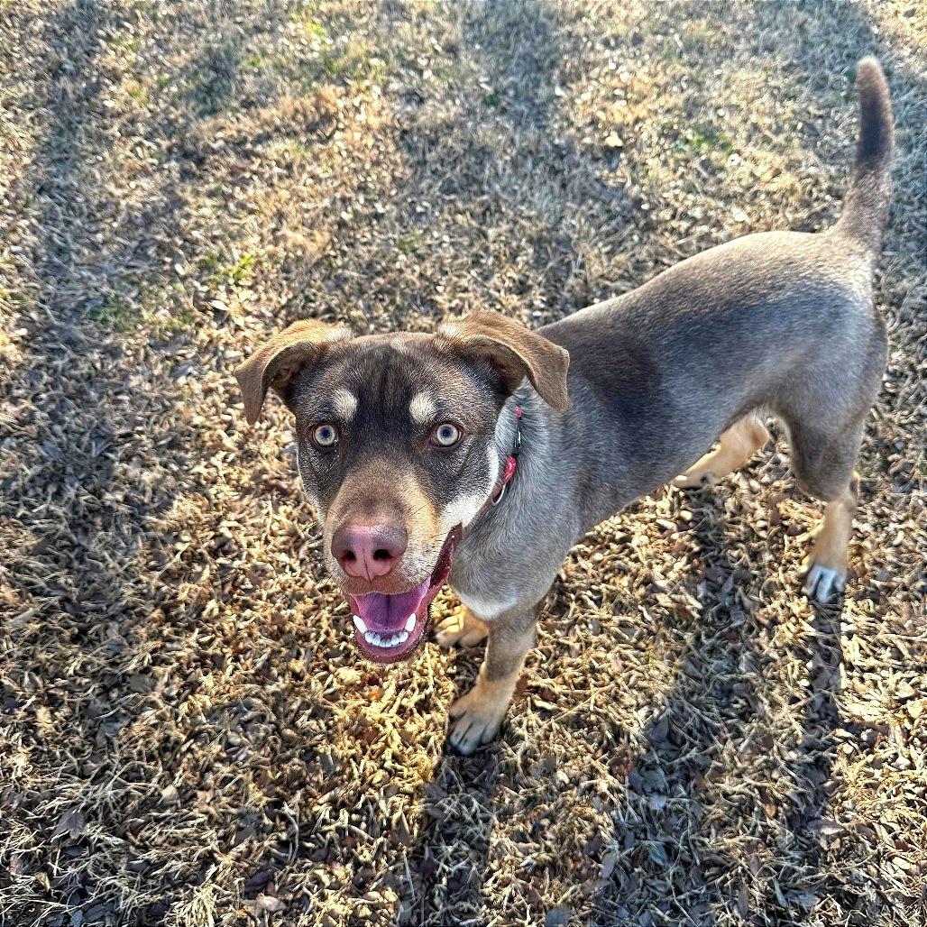 Enlarge Ripley, a Adoptable Mixed Breed in Ponca City, OK image 2/6