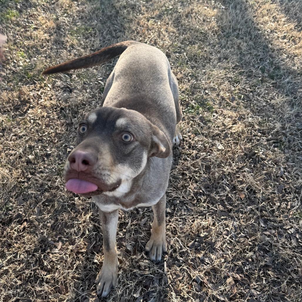 Enlarge Ripley, a Adoptable Mixed Breed in Ponca City, OK image 2/6