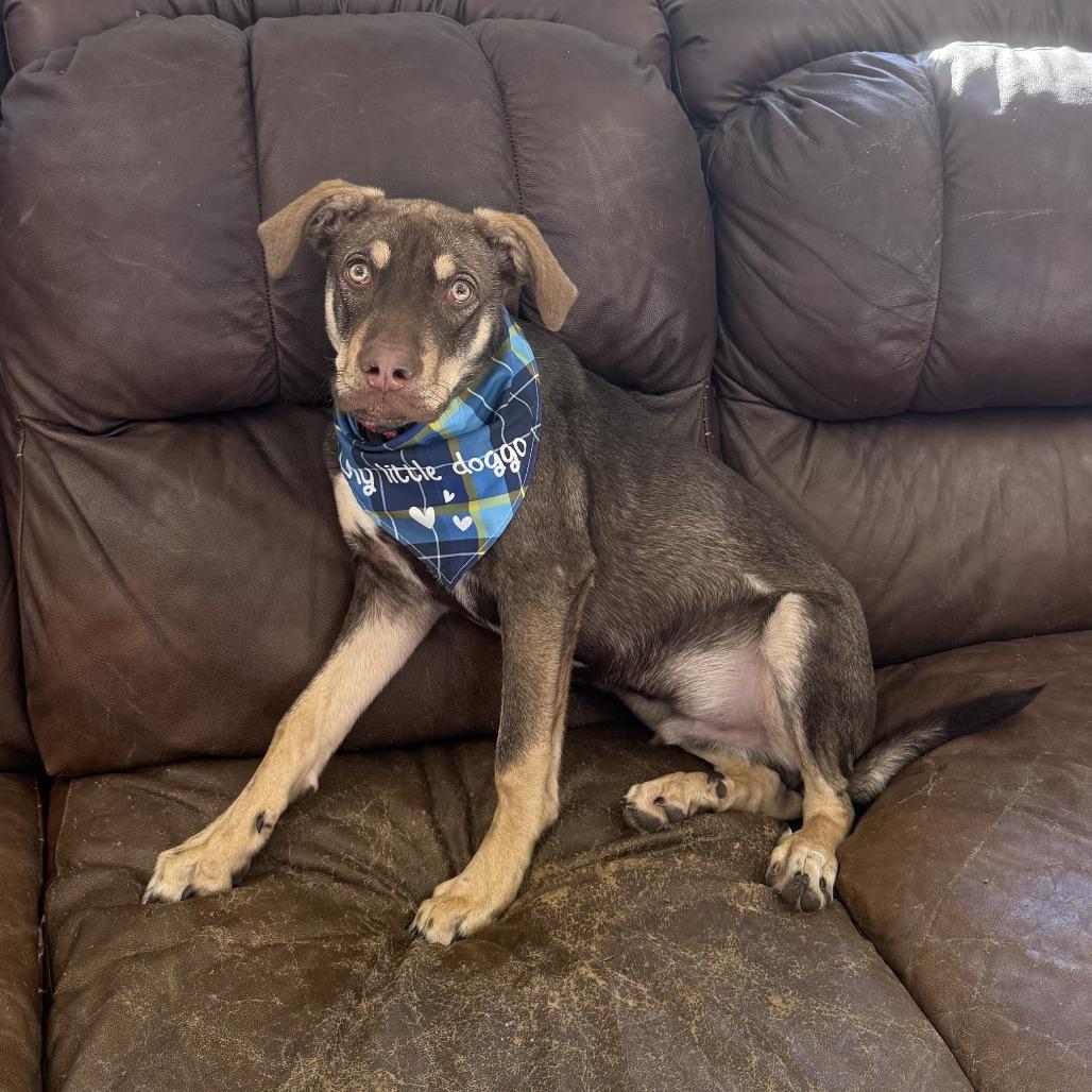 Ripley, a Adoptable Mixed Breed in Ponca City, OK image 1/4