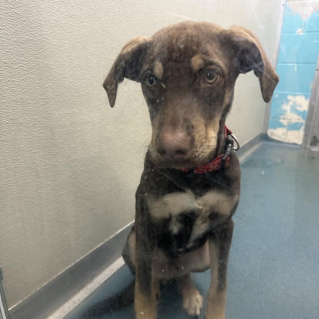 Ripley, a Adoptable Mixed Breed in Ponca City, OK image 2/4