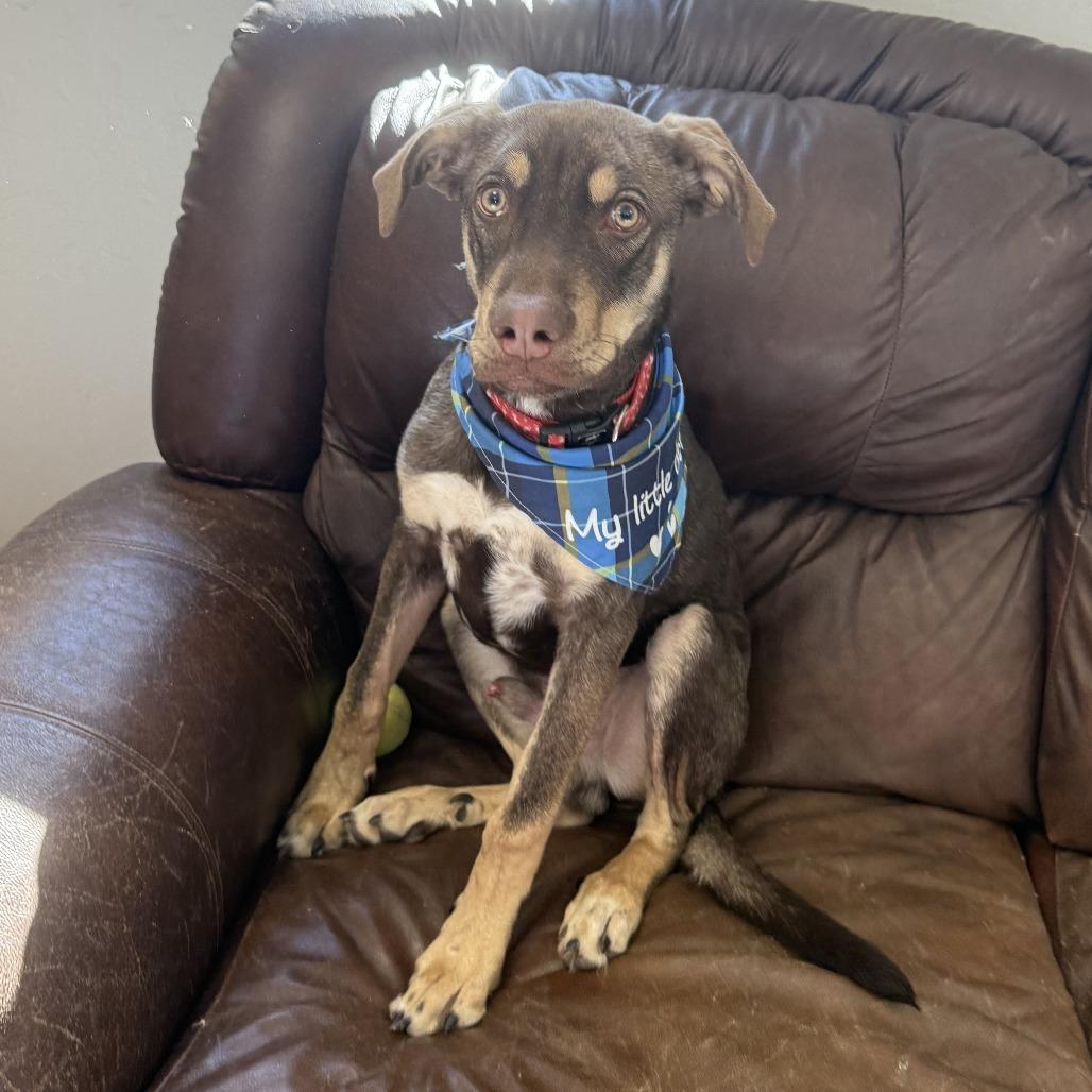 Ripley, a Adoptable Mixed Breed in Ponca City, OK image 3/4