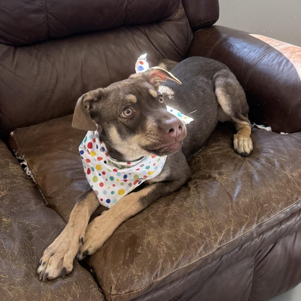 Ripley, a Adoptable Mixed Breed in Ponca City, OK image 4/4