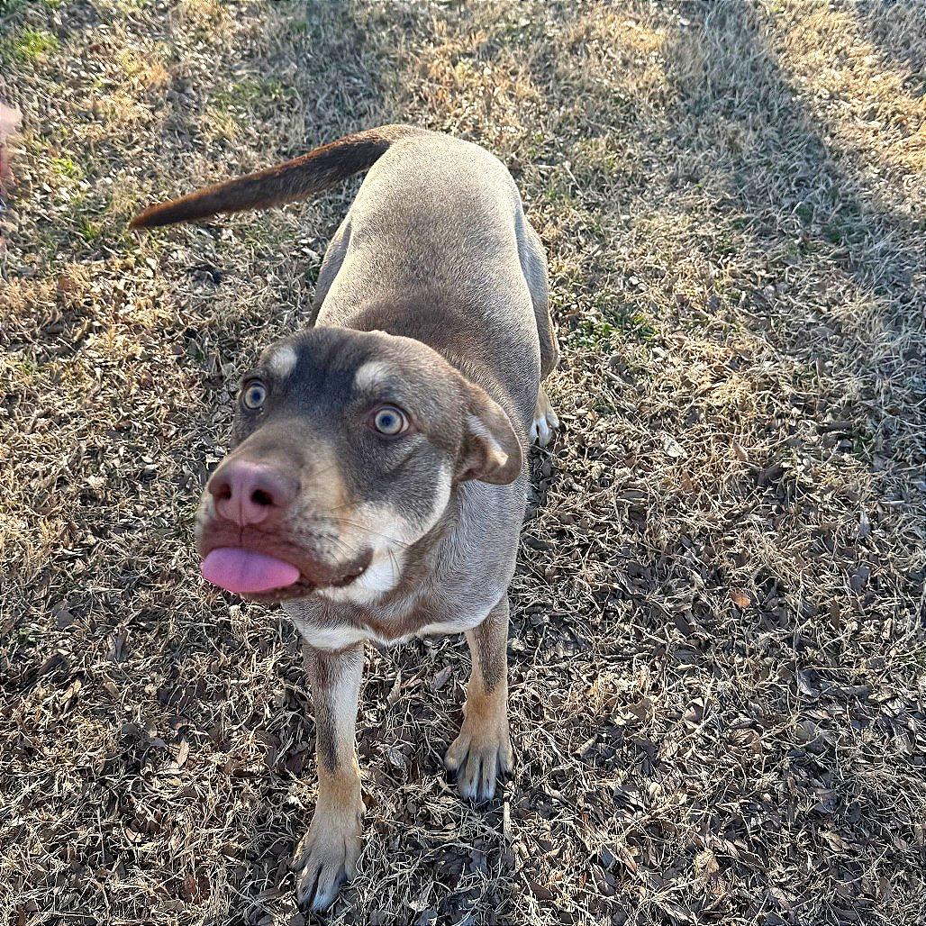 Enlarge Ripley, a Adoptable Mixed Breed in Ponca City, OK image 6/6