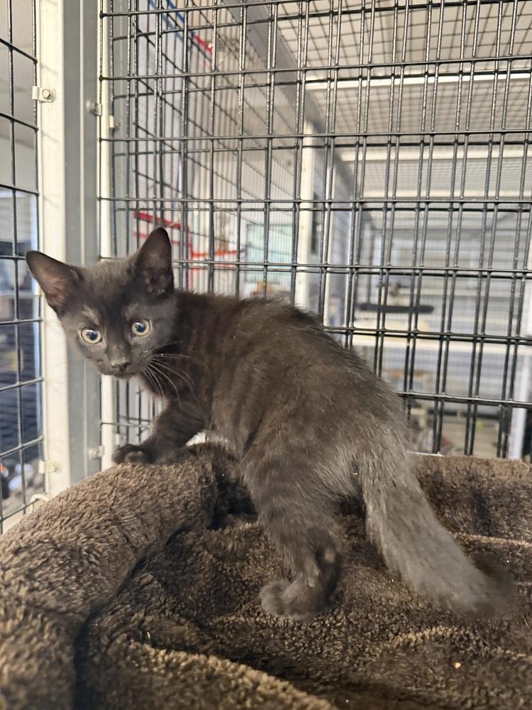 Onyx, Adoptable, Kitten Female Domestic Short Hair.