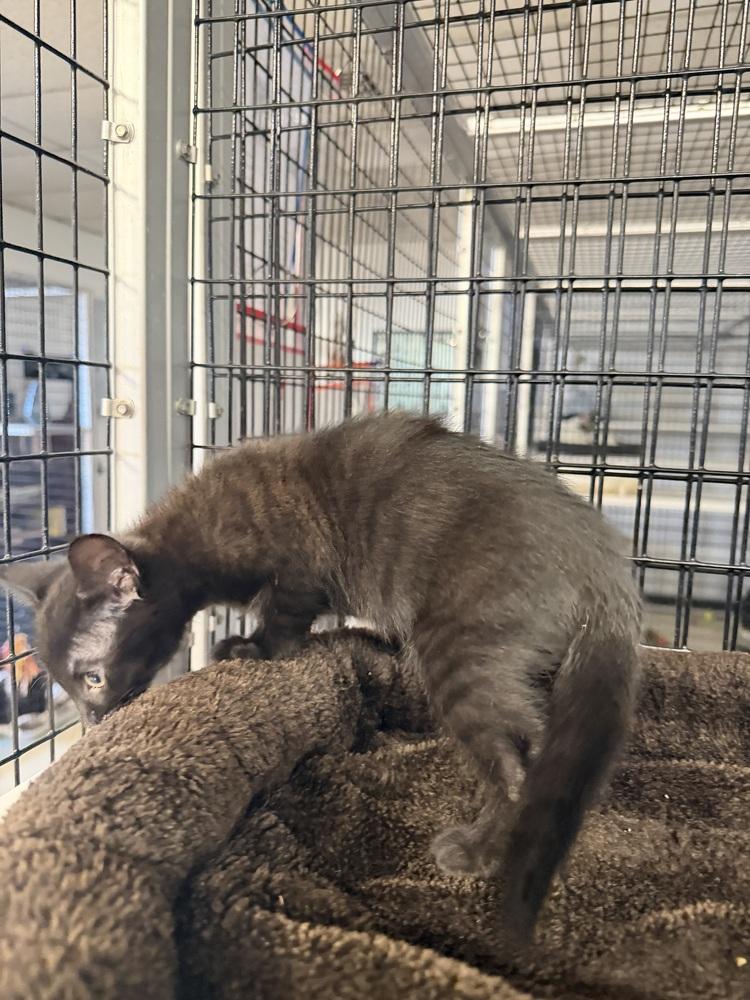 Onyx, a Adoptable mixed breed in Stockton, CA image 2/3