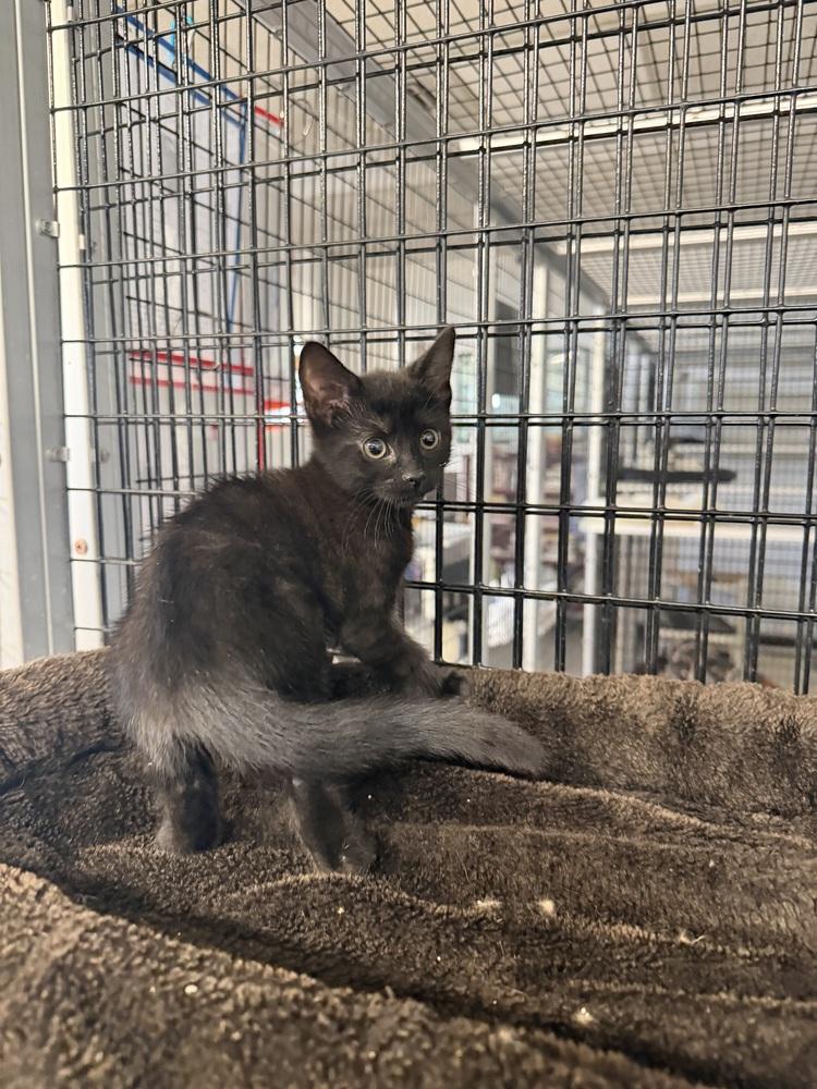 Onyx, a Adoptable mixed breed in Stockton, CA image 3/3