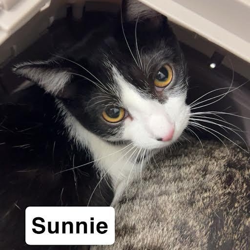 Squirt & Sunnie, Hootie & Trixie — thumbnail 3