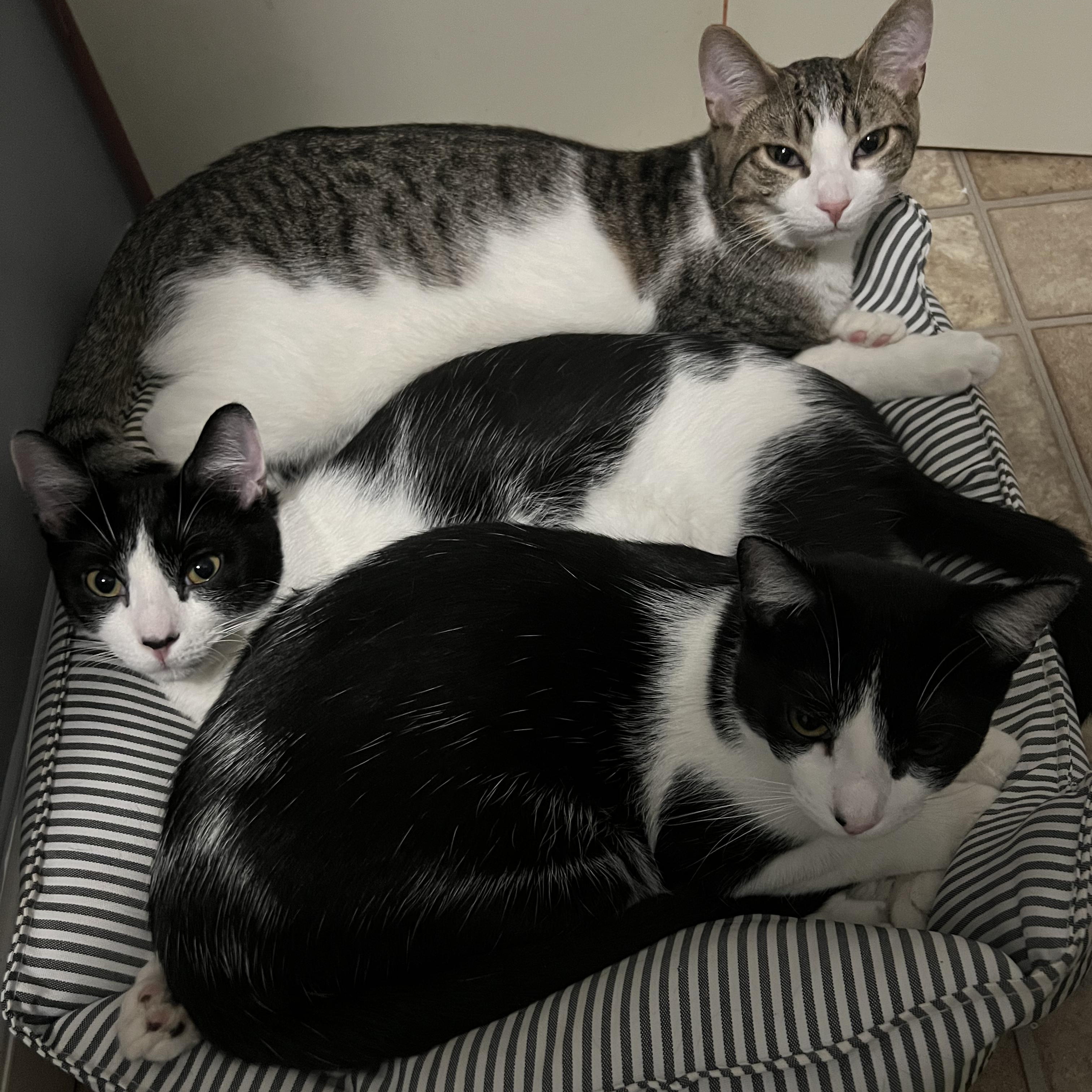 Squirt & Sunnie, Hootie & Trixie — thumbnail 4