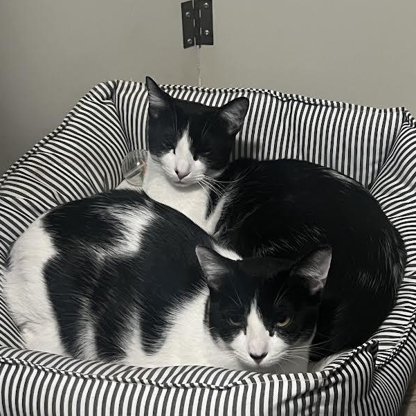 Squirt & Sunnie, Hootie & Trixie — thumbnail 6