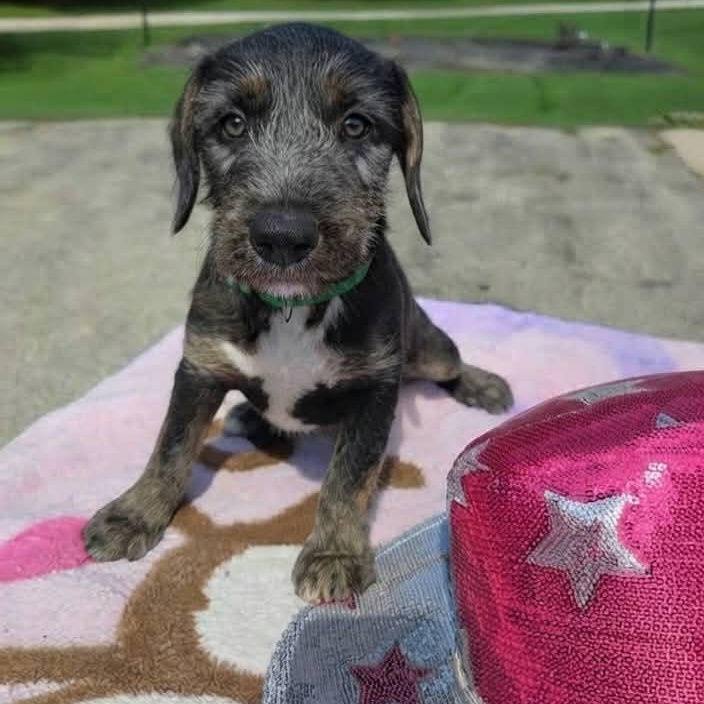 Honky Tonk, Adopted, Puppy Male Terrier.