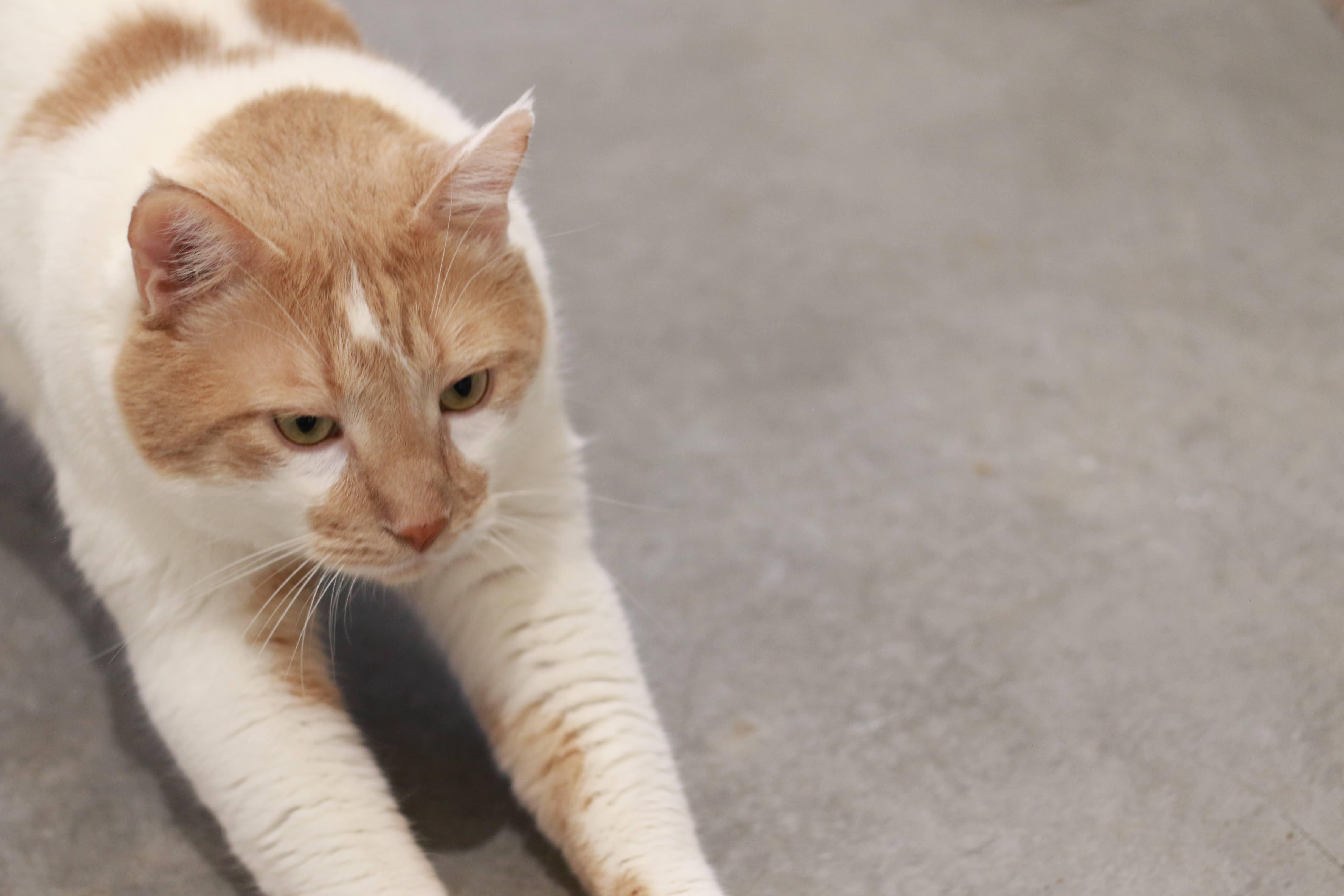 Carmel, an adoptable Domestic Short Hair in Boise, ID, 83709 | Photo Image 3