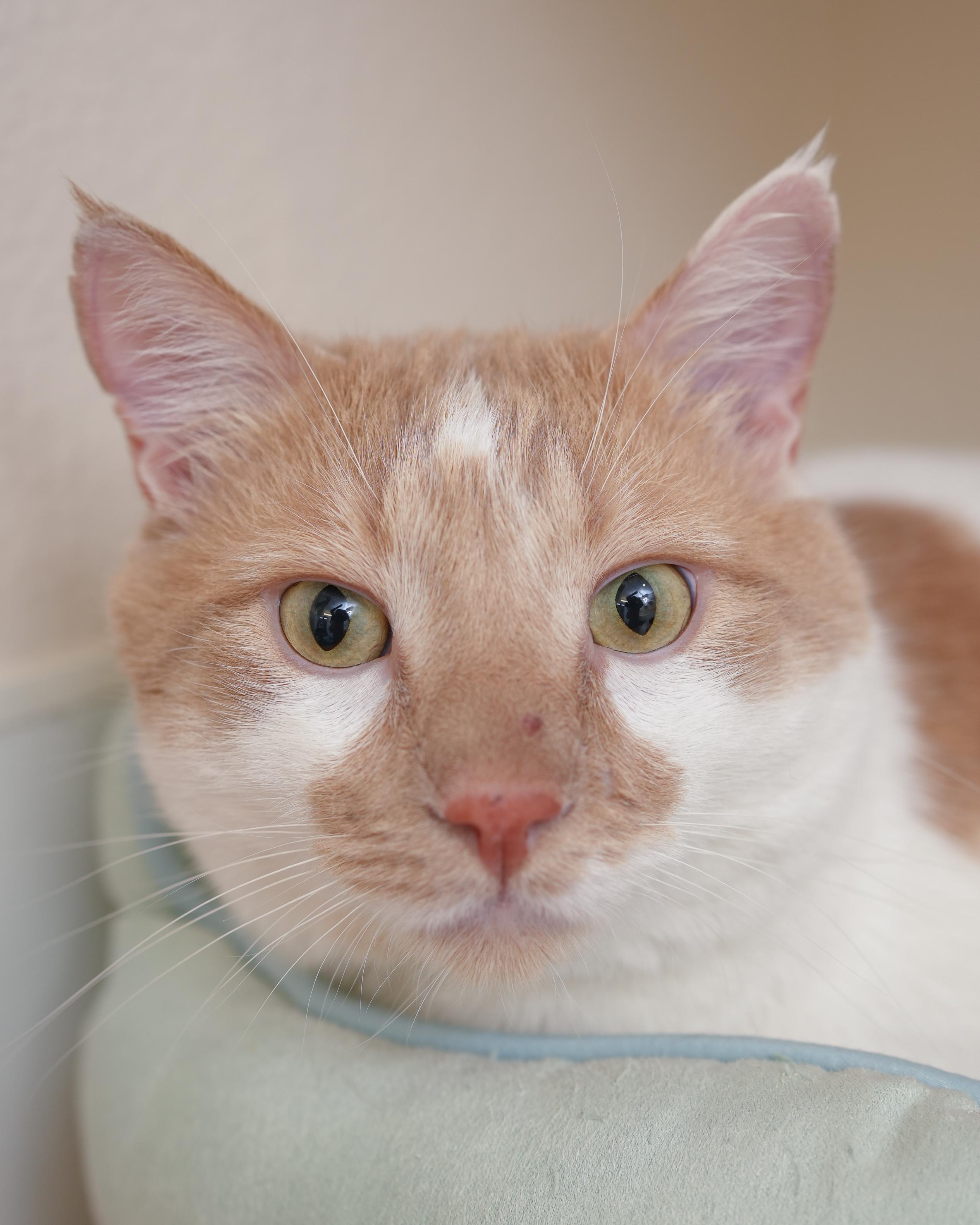Carmel, an adoptable Domestic Short Hair in Boise, ID, 83709 | Photo Image 3