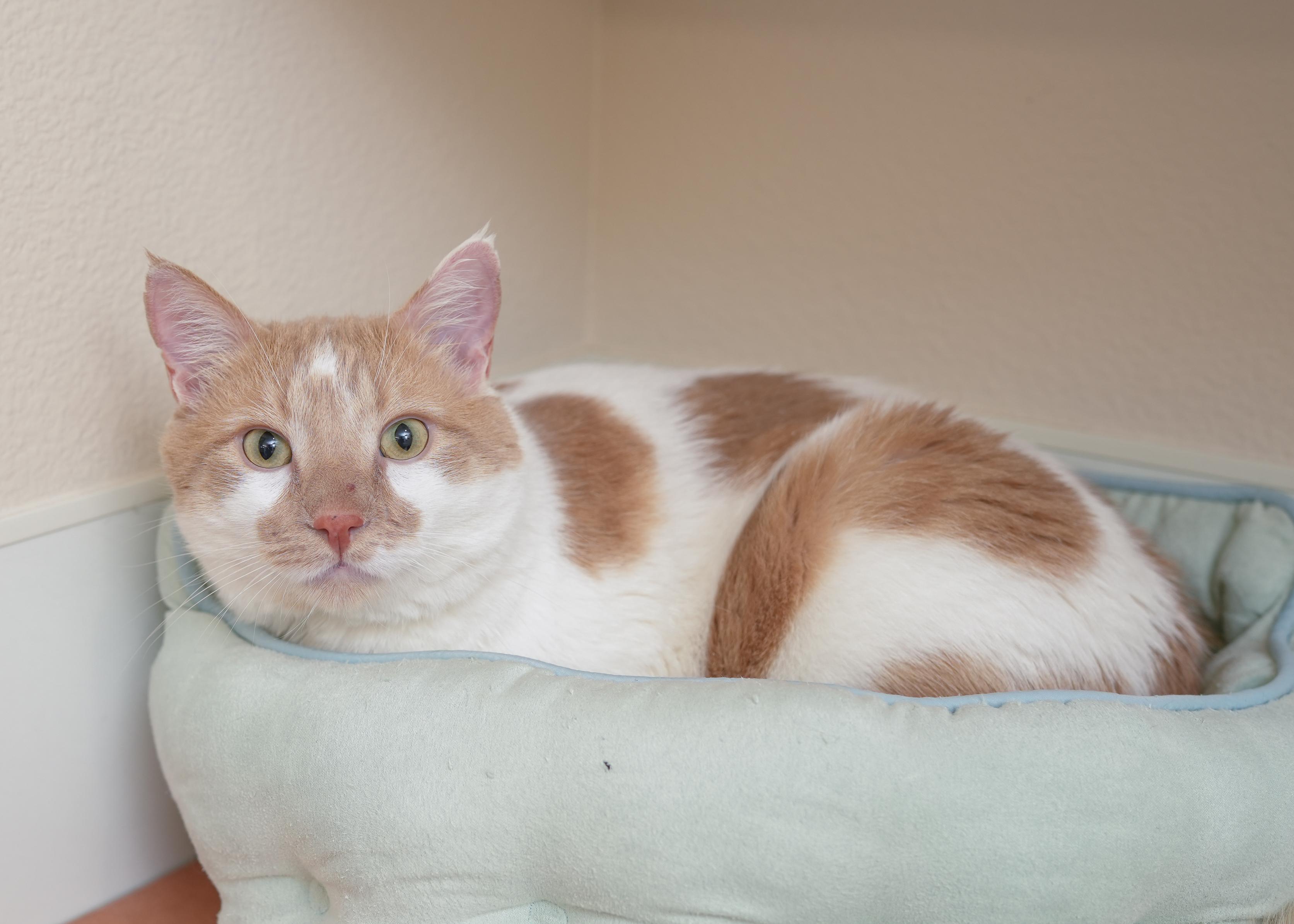 Carmel, an adoptable Domestic Short Hair in Boise, ID, 83709 | Photo Image 2