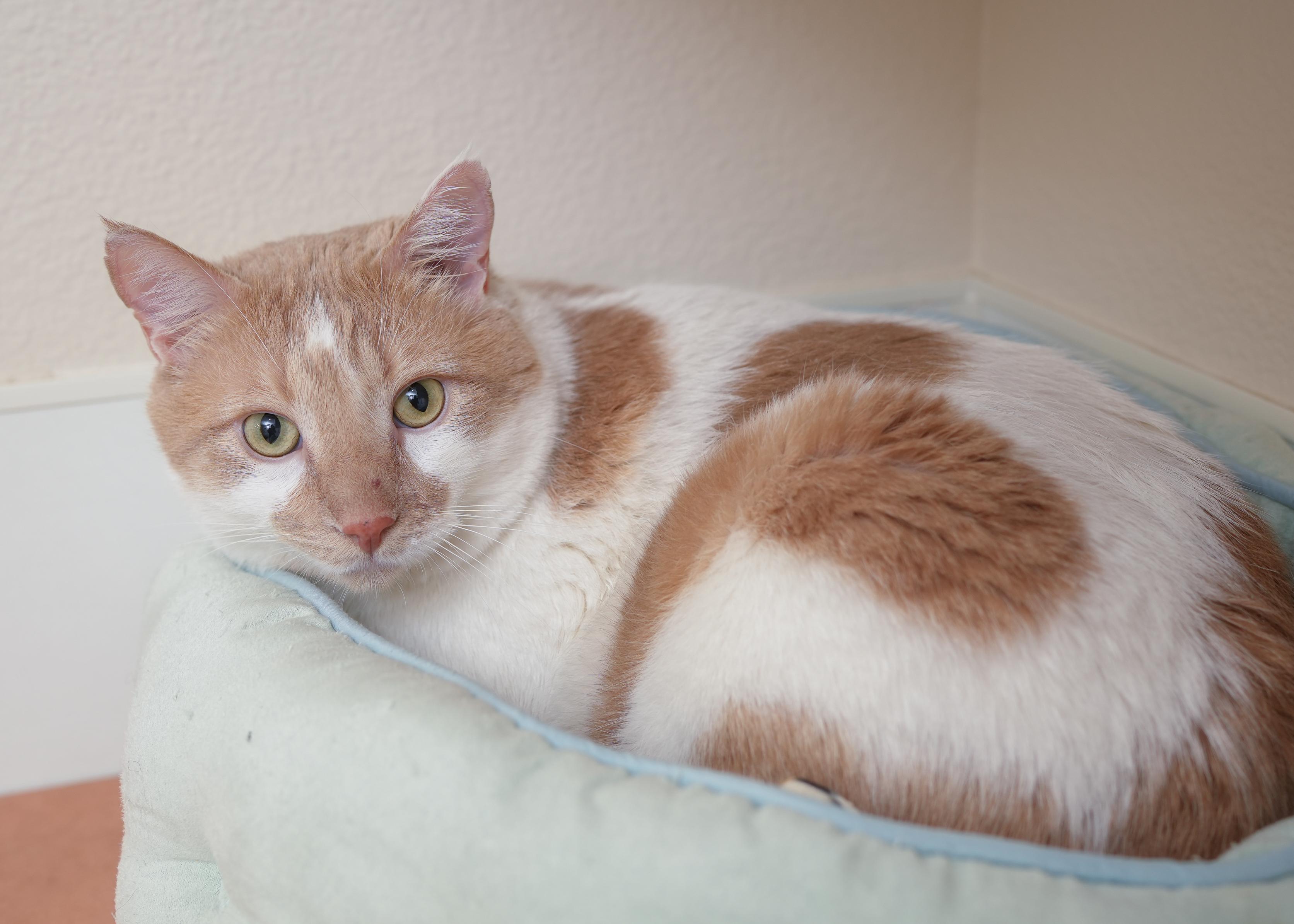 Carmel, an adoptable Domestic Short Hair in Boise, ID, 83709 | Photo Image 1