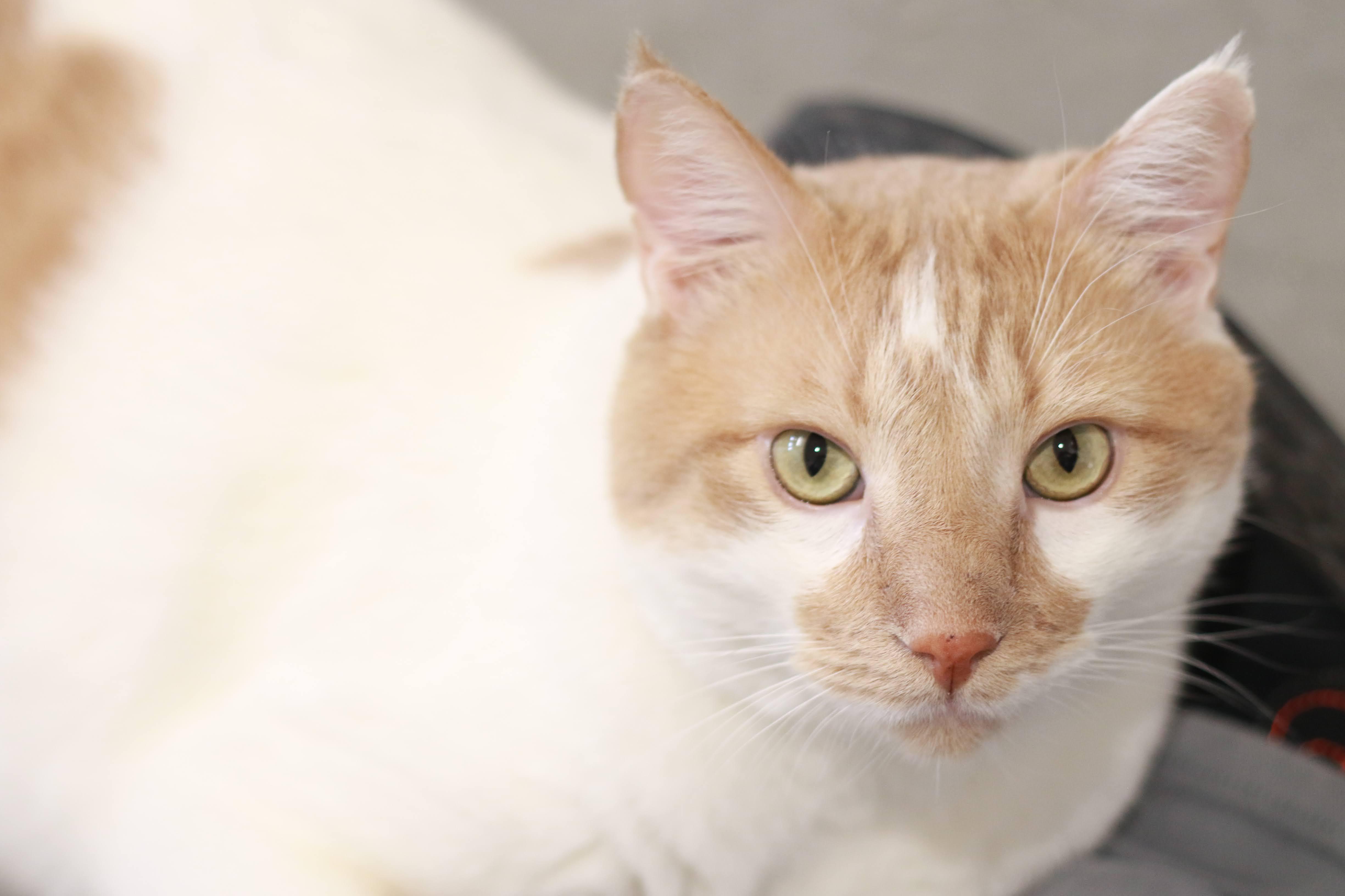 Carmel, an adoptable Domestic Short Hair in Boise, ID, 83709 | Photo Image 4