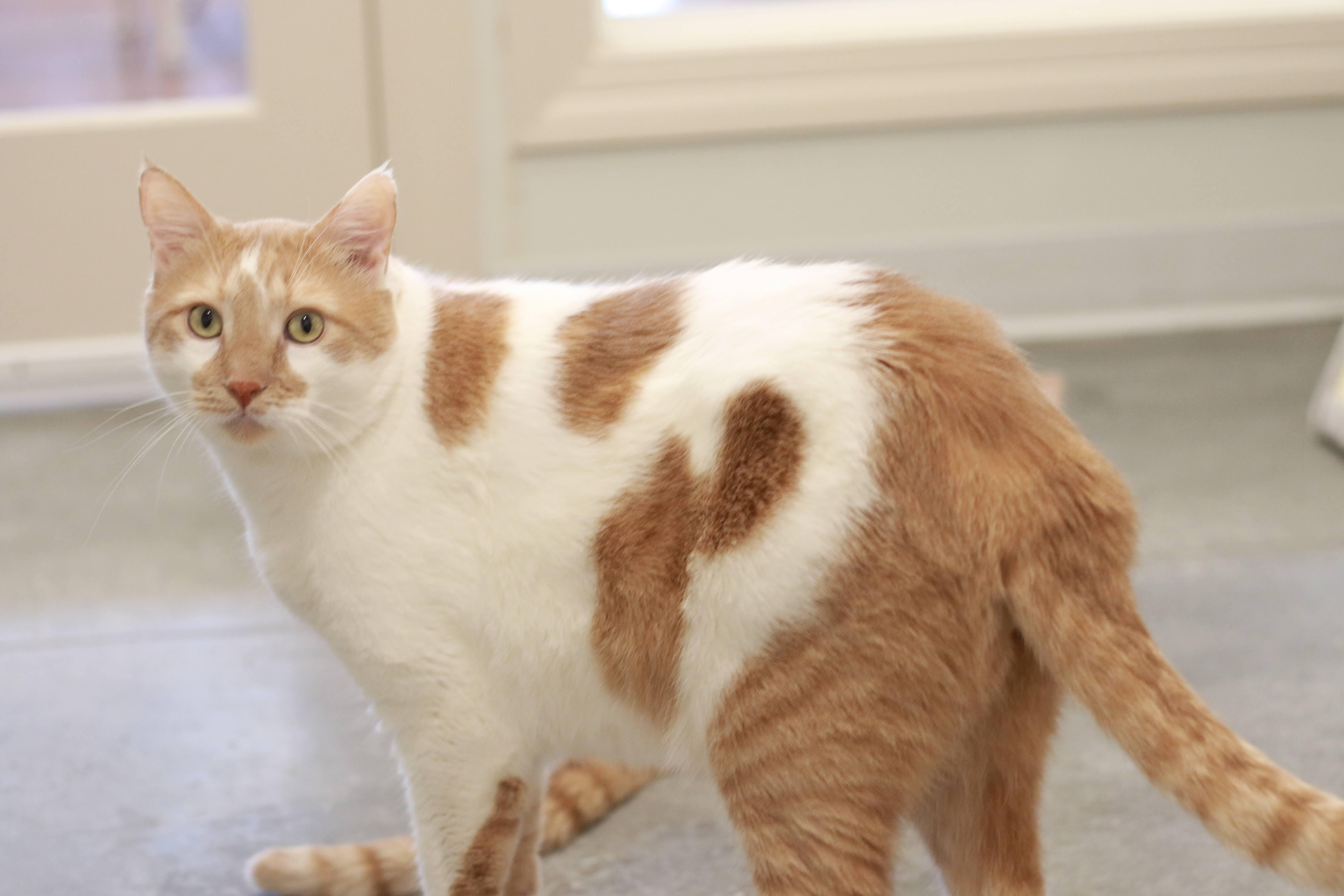 Carmel, an adoptable Domestic Short Hair in Boise, ID, 83709 | Photo Image 2