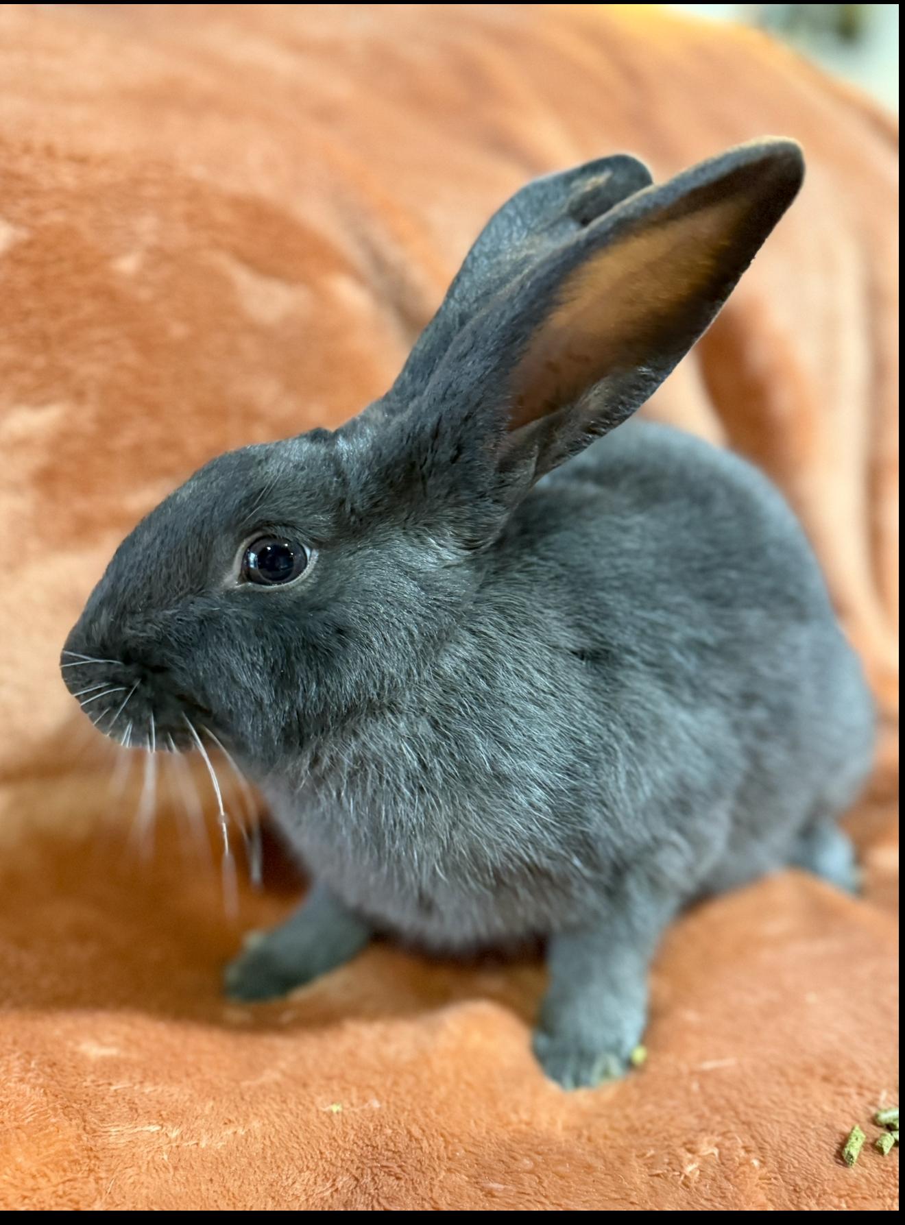 Enlarge Ezra , a ADOPTABLE New Zealand in St. Charles, MO image 6/6