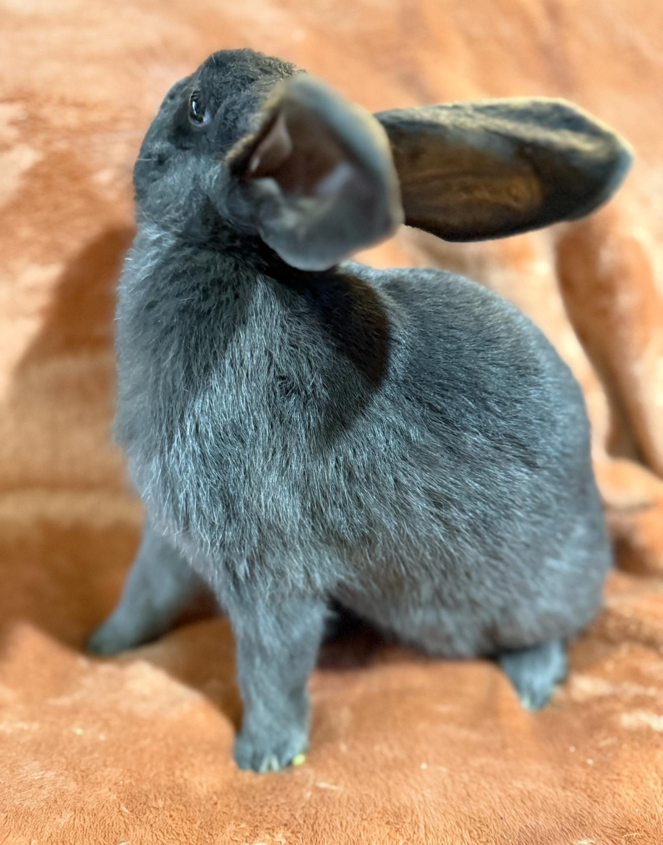 Ezra , ADOPTABLE, Adult Male New Zealand.