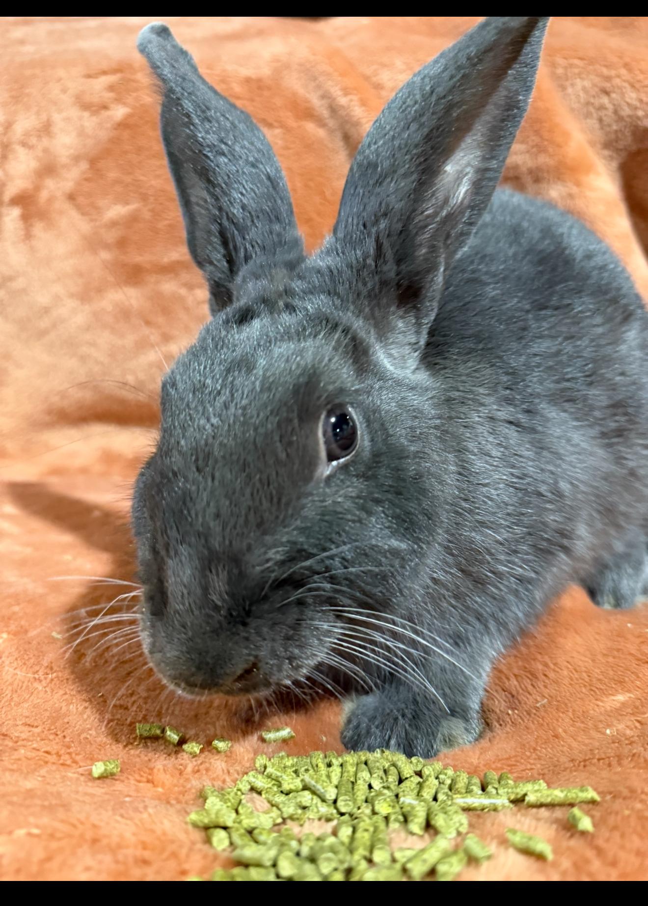 Enlarge Ezra , a ADOPTABLE New Zealand in St. Charles, MO image 4/6