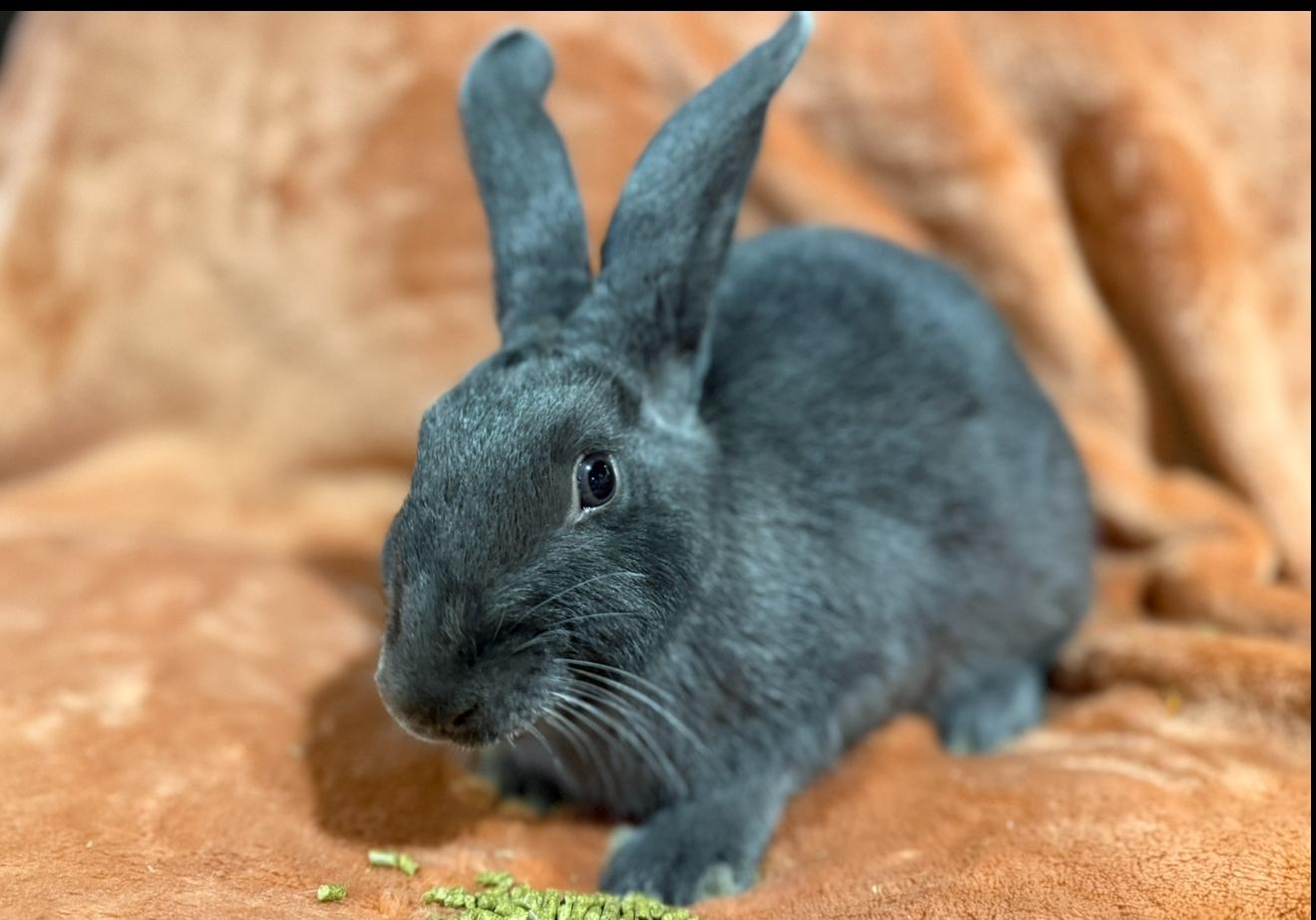 Enlarge Ezra , a ADOPTABLE New Zealand in St. Charles, MO image 3/6