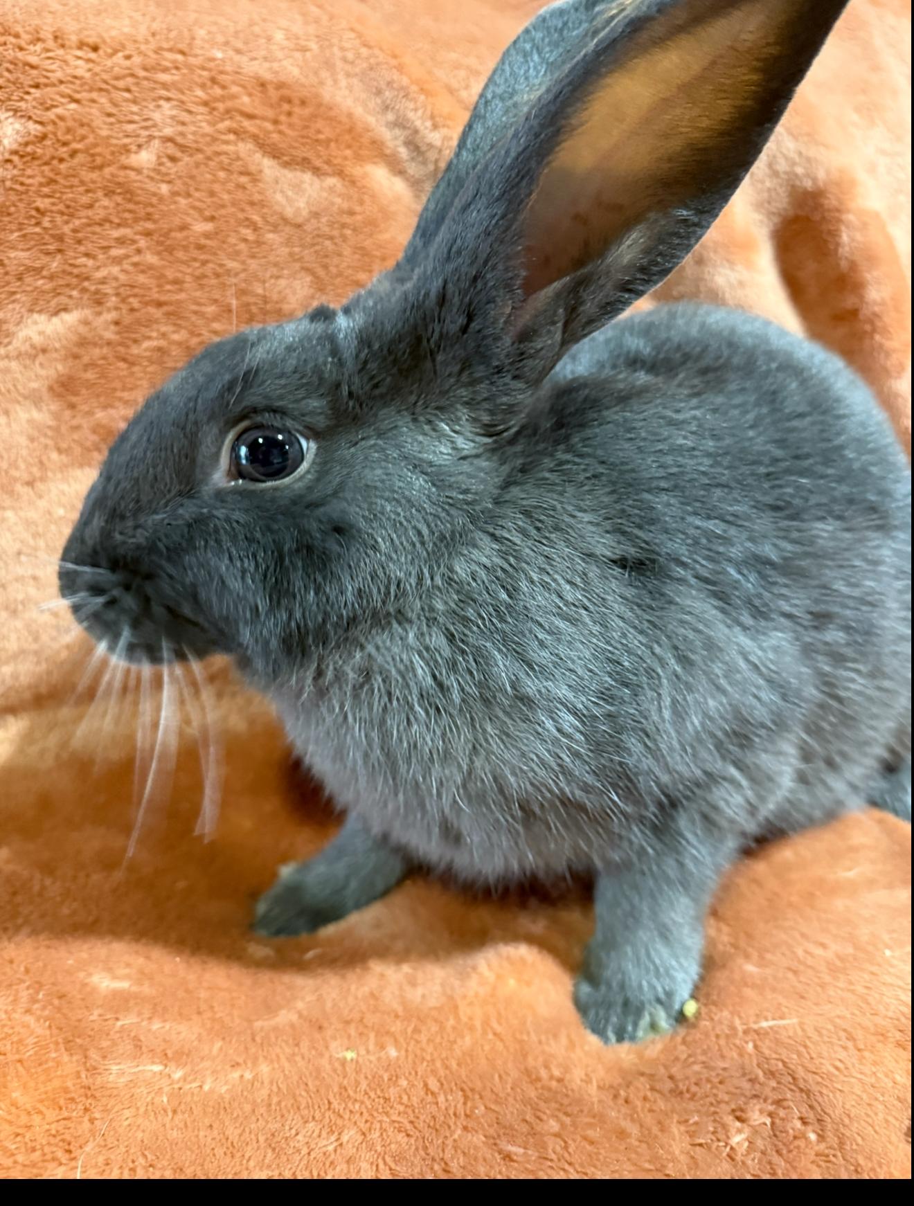 Enlarge Ezra , a ADOPTABLE New Zealand in St. Charles, MO image 2/6