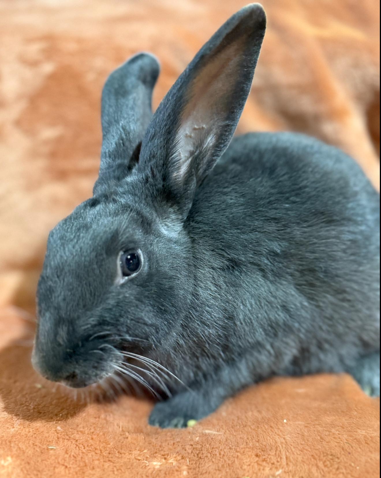 Enlarge Ezra , a ADOPTABLE New Zealand in St. Charles, MO image 5/6