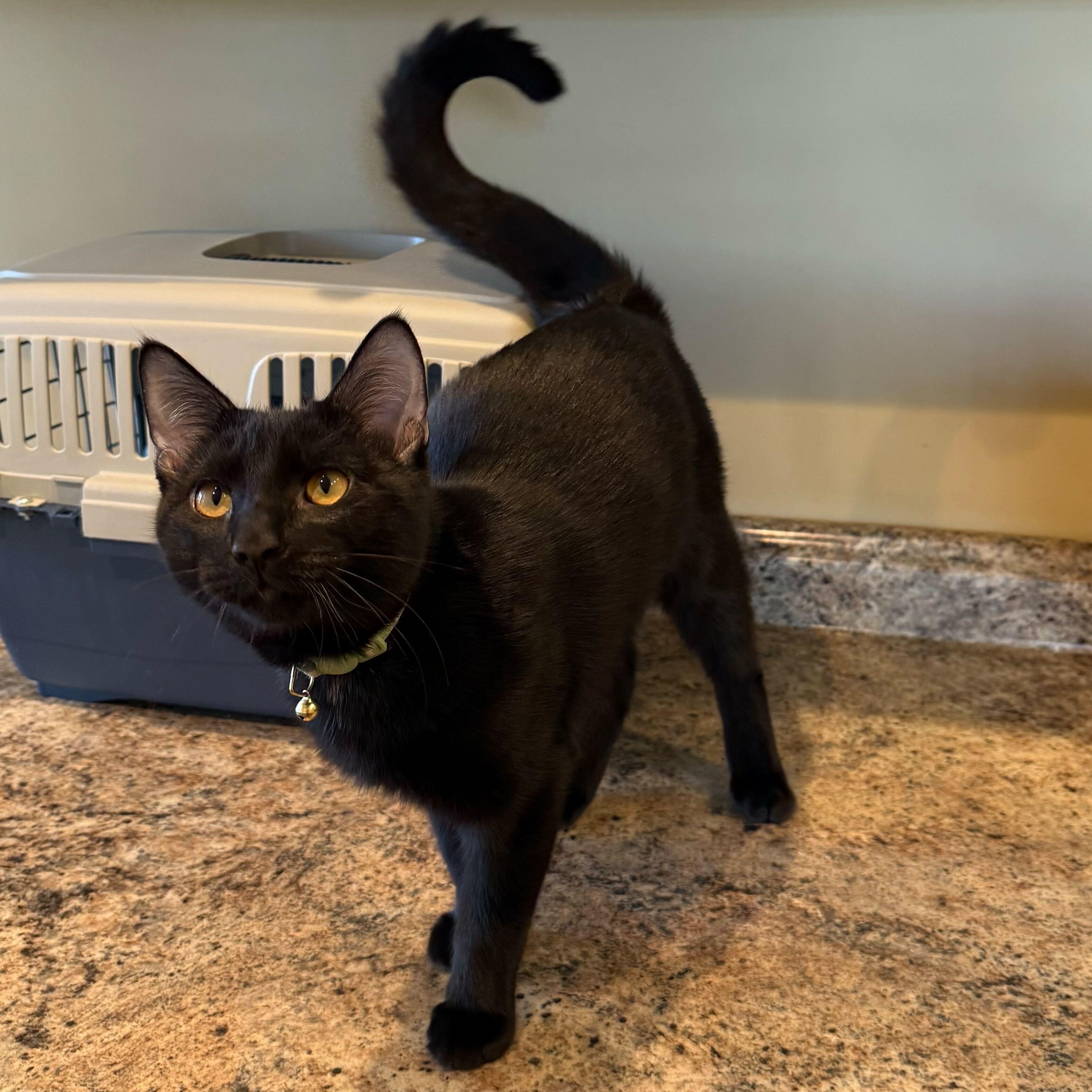 Hunter, an adopted Domestic Short Hair in Pineville, NC image 1/2