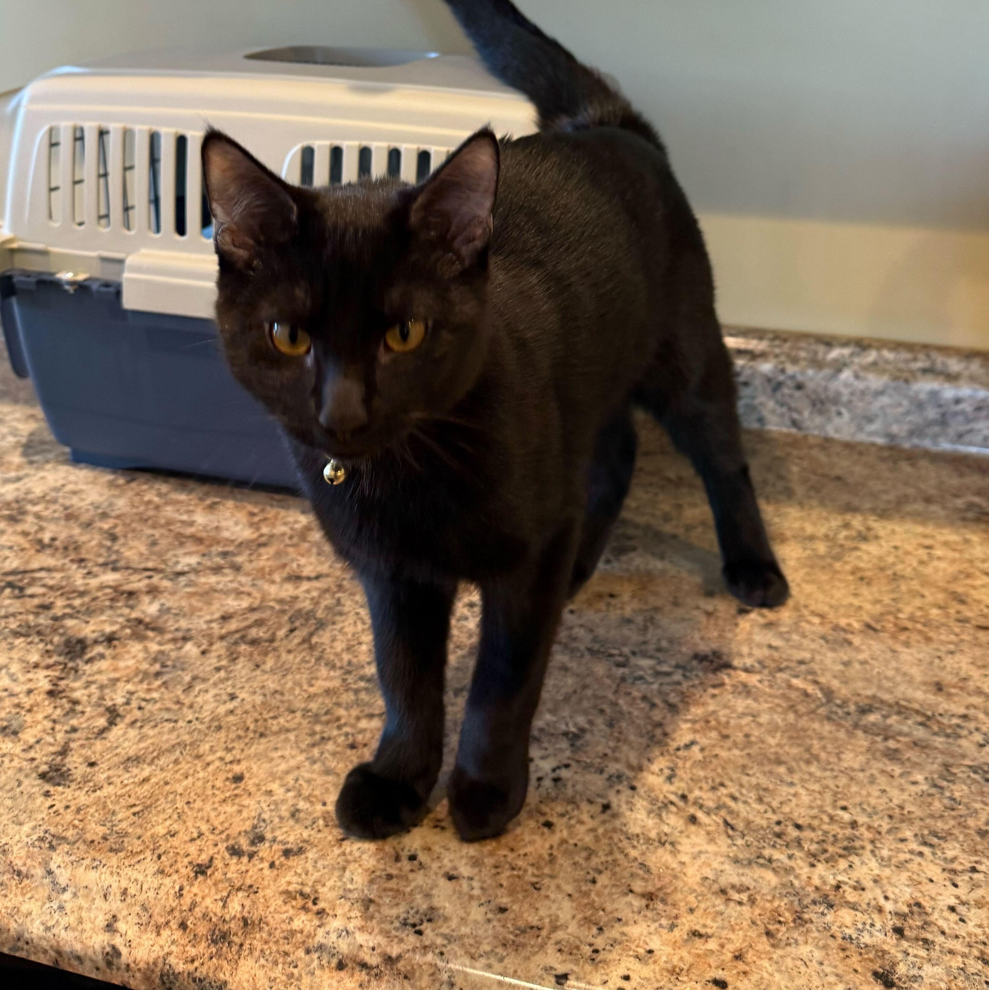 Hunter, an adopted Domestic Short Hair in Pineville, NC image 2/2