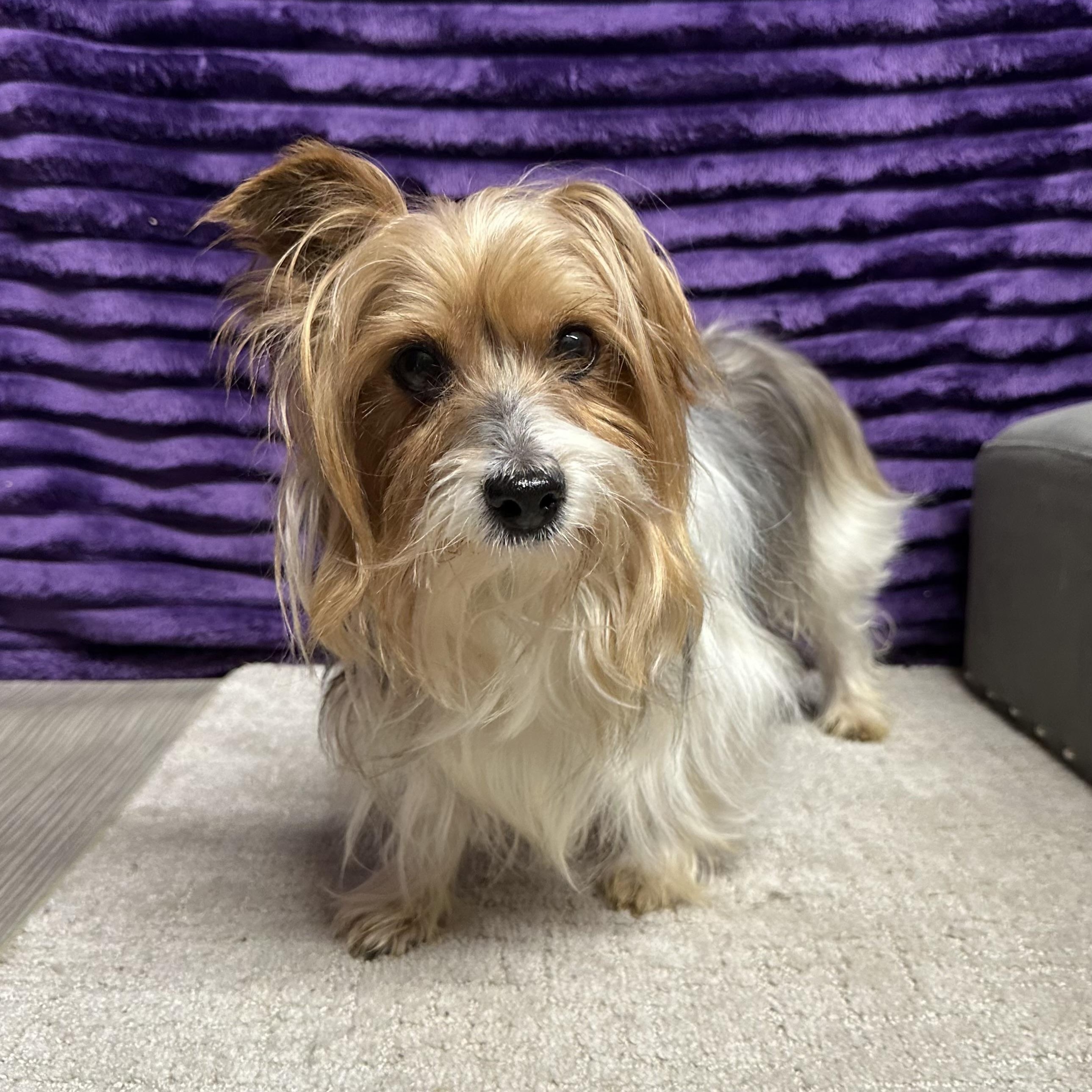 Enlarge Gable-Foster Home Needed, a Adoptable Yorkshire Terrier in Hartland, WI image 4/6