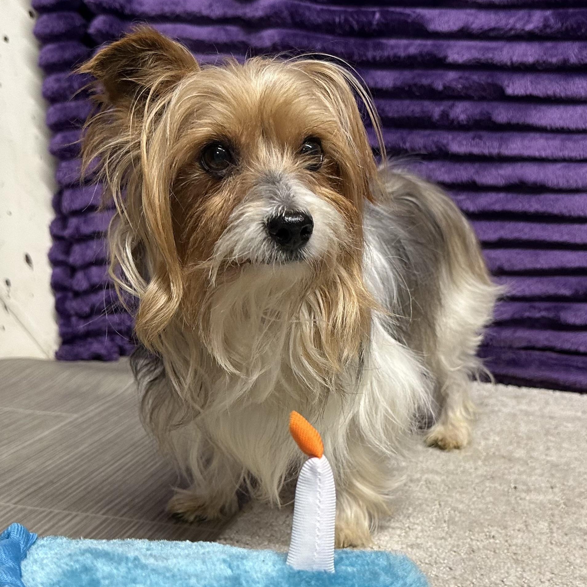 Enlarge Gable-Foster Home Needed, a Adoptable Yorkshire Terrier in Hartland, WI image 3/6