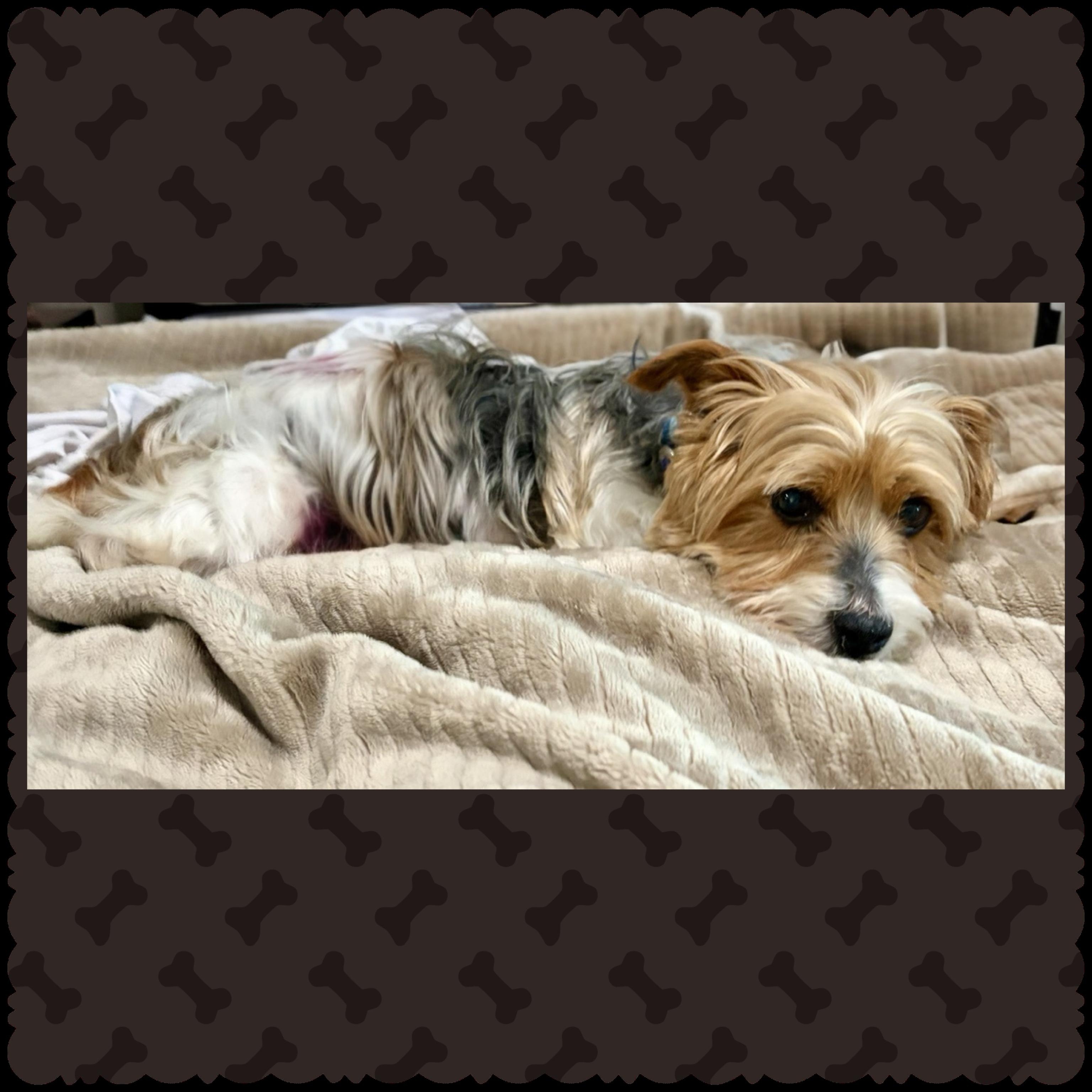 Enlarge Gable, a Adoptable Yorkshire Terrier in Hartland, WI image 3/6