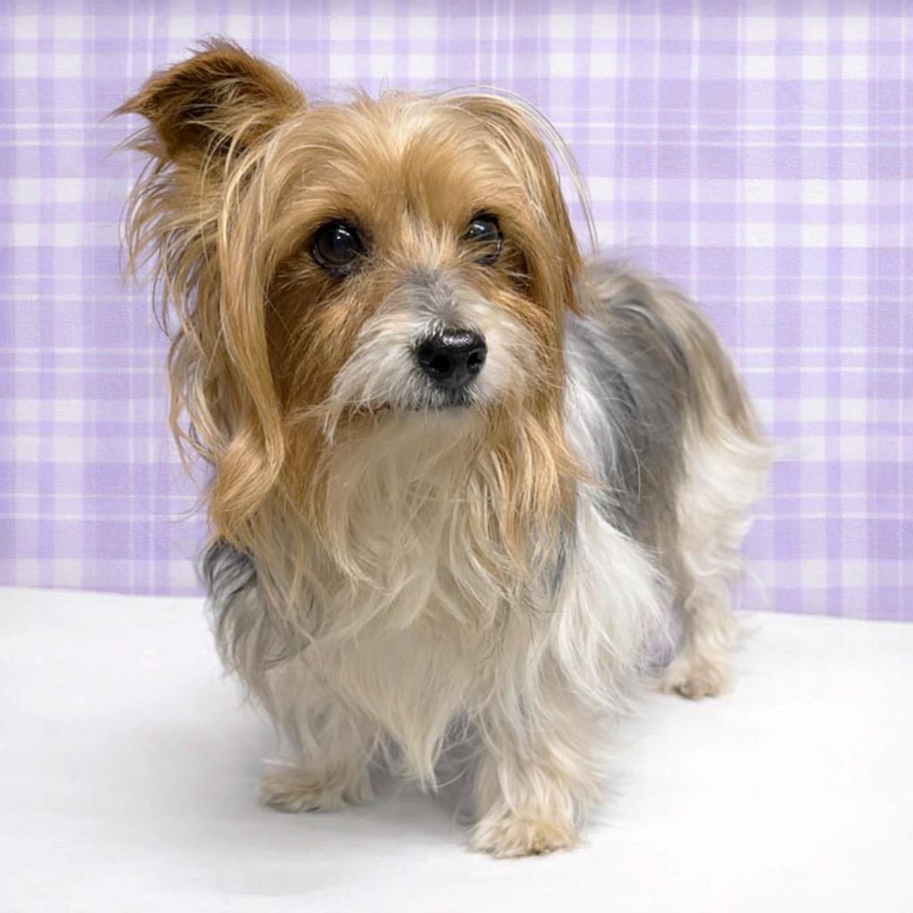 Gable-Foster Home Needed, Adoptable, Senior Male Yorkshire Terrier.