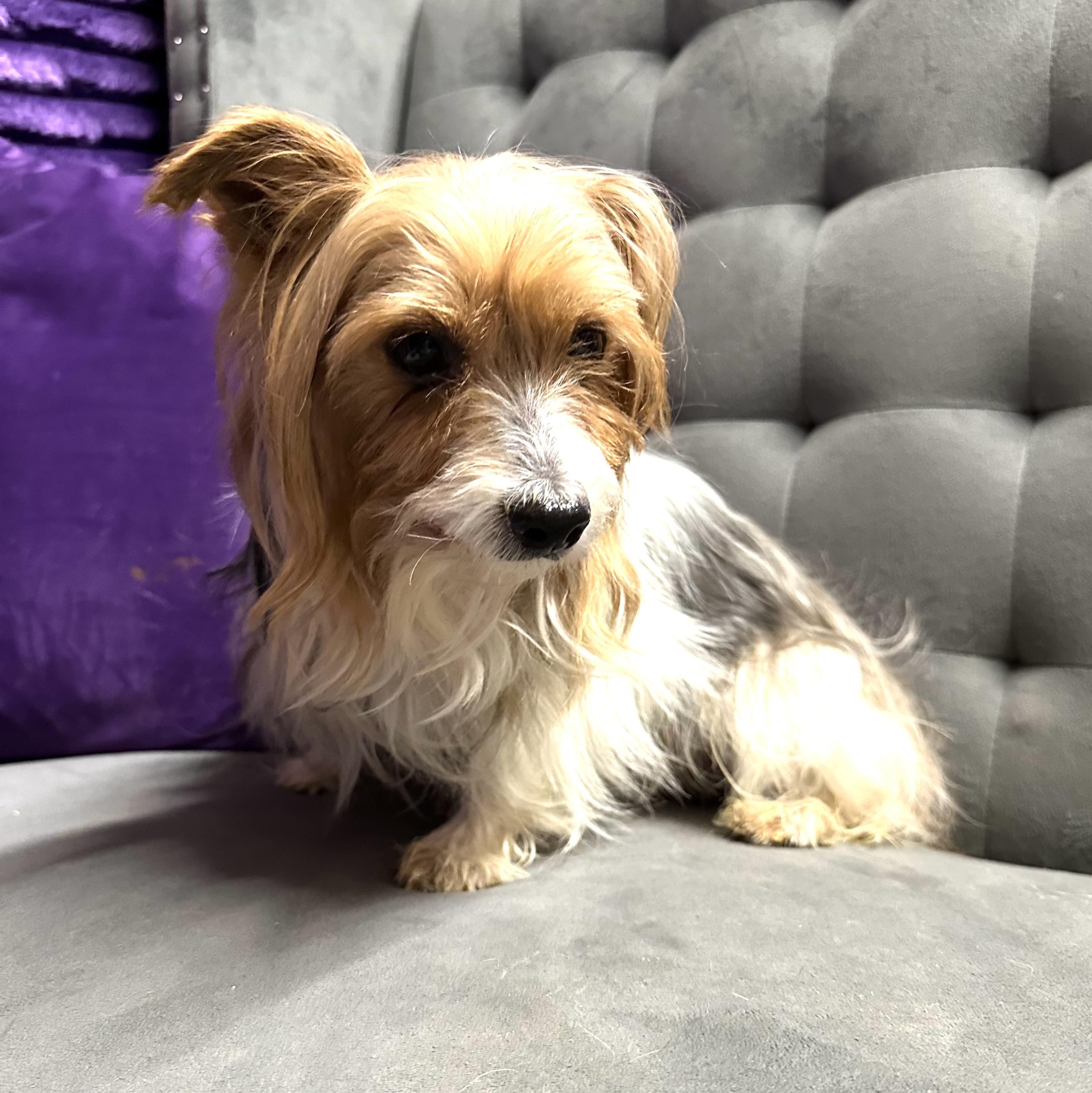 Enlarge Gable-Foster Home Needed, a Adoptable Yorkshire Terrier in Hartland, WI image 2/6